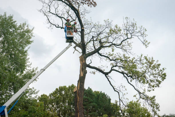 Reliable Murphysboro, IL Tree Services Solutions